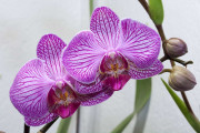 Отдушка для мыла Орхидея