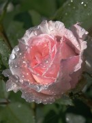 Отдушка для мыла Утренняя роза