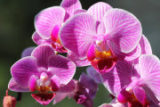 Отдушка для мыла Нектар Орхидеи 