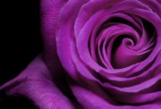 Краситель для мыла Фиолетовый пигмент (Швейцария)