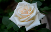 Отдушка для мыла и свечей Роза белая 